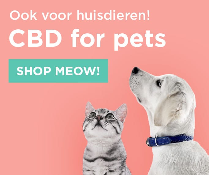 Cbd pour animaux de compagnie miaou.